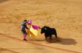 Toros